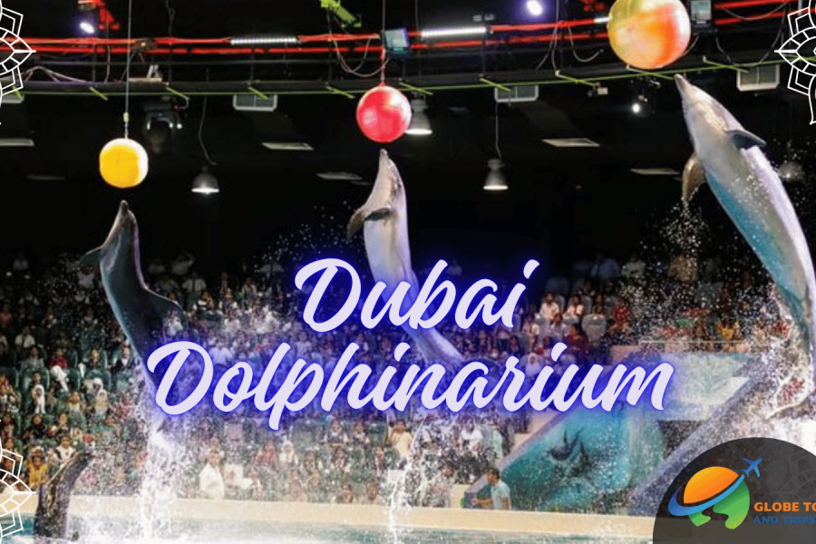 Dubai Dolphinarium – Dolphin & Seal Show Experience