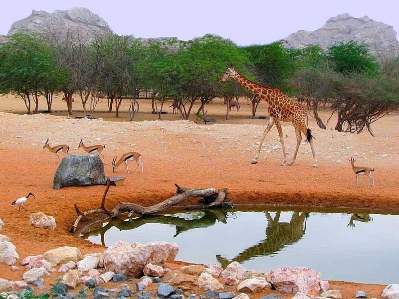 Al Ain Zoo Safari