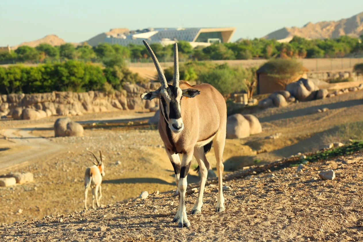 Al Ain Zoo Safari
