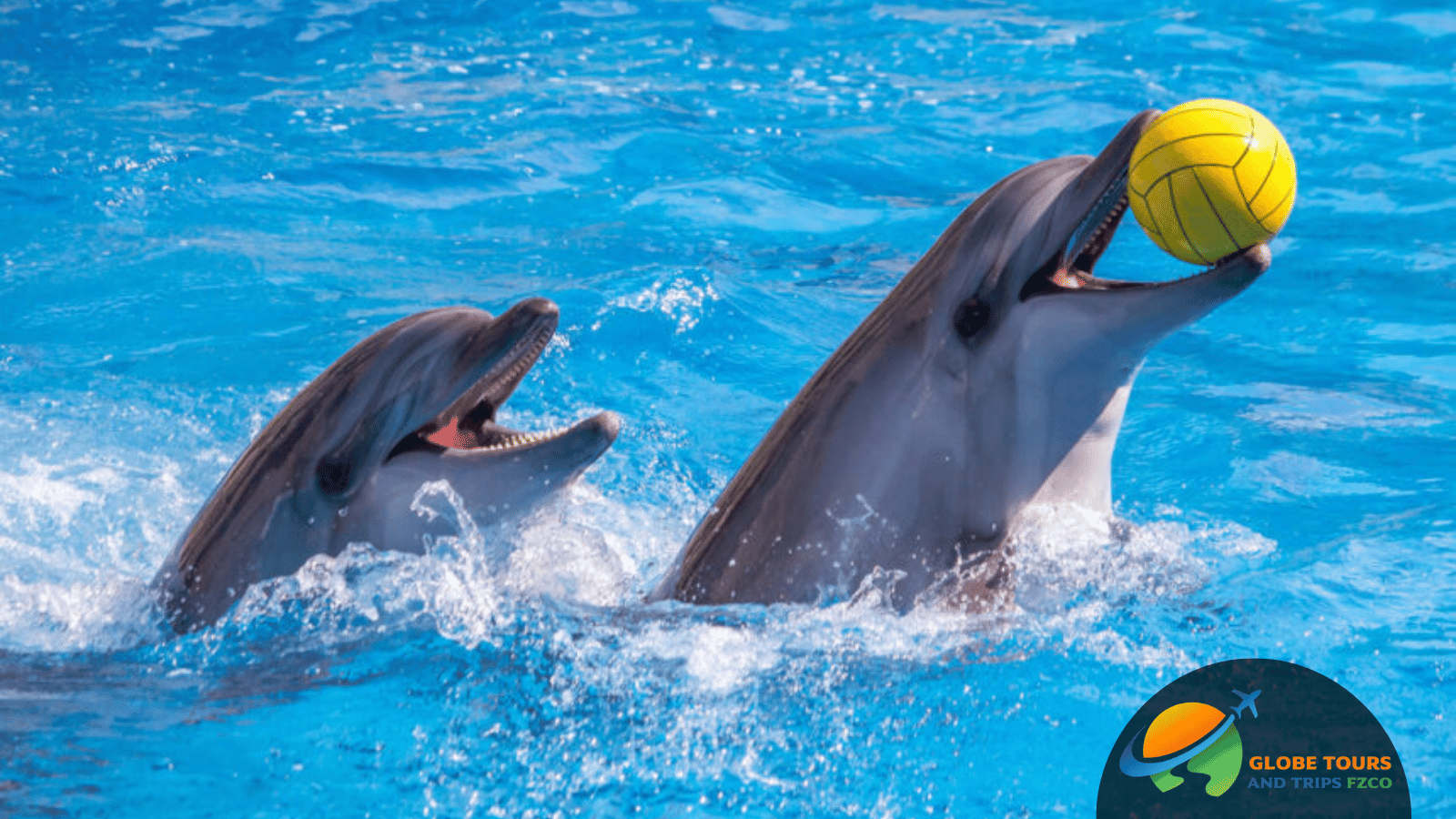 Dubai Dolphinarium Experience