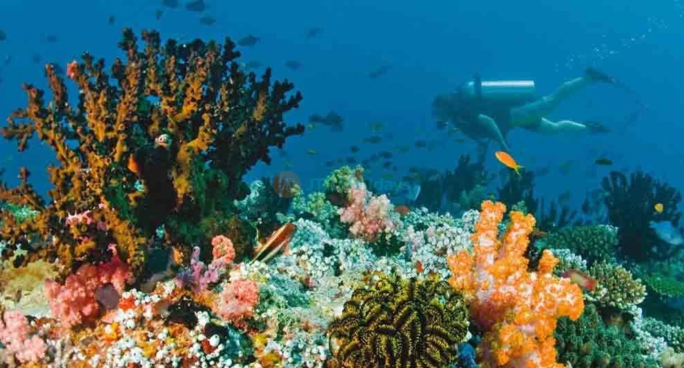 Fujairah Snorkeling Adventure