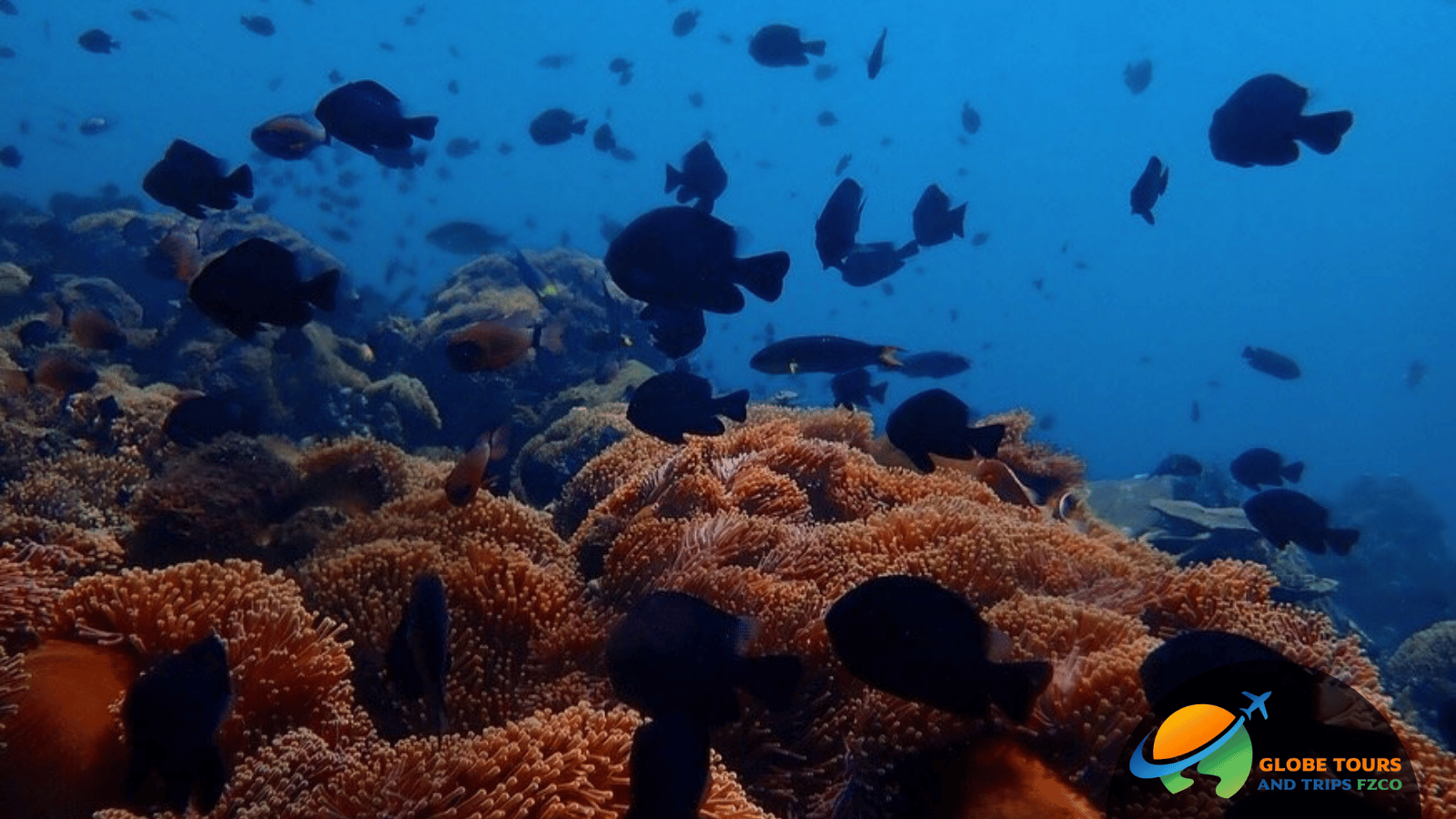Dubai Scuba Diving Tour