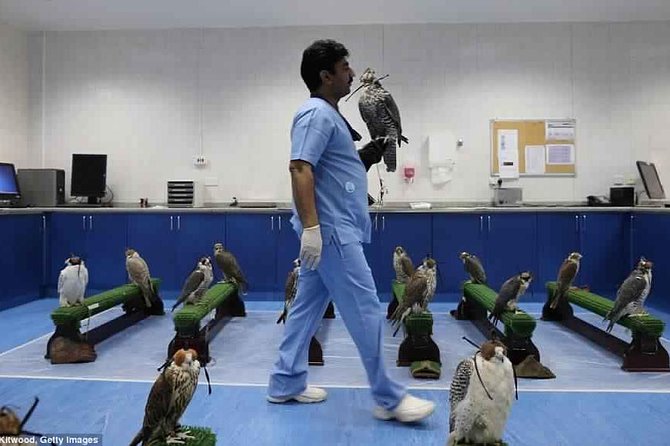Abu Dhabi Falcon Hospital Tour